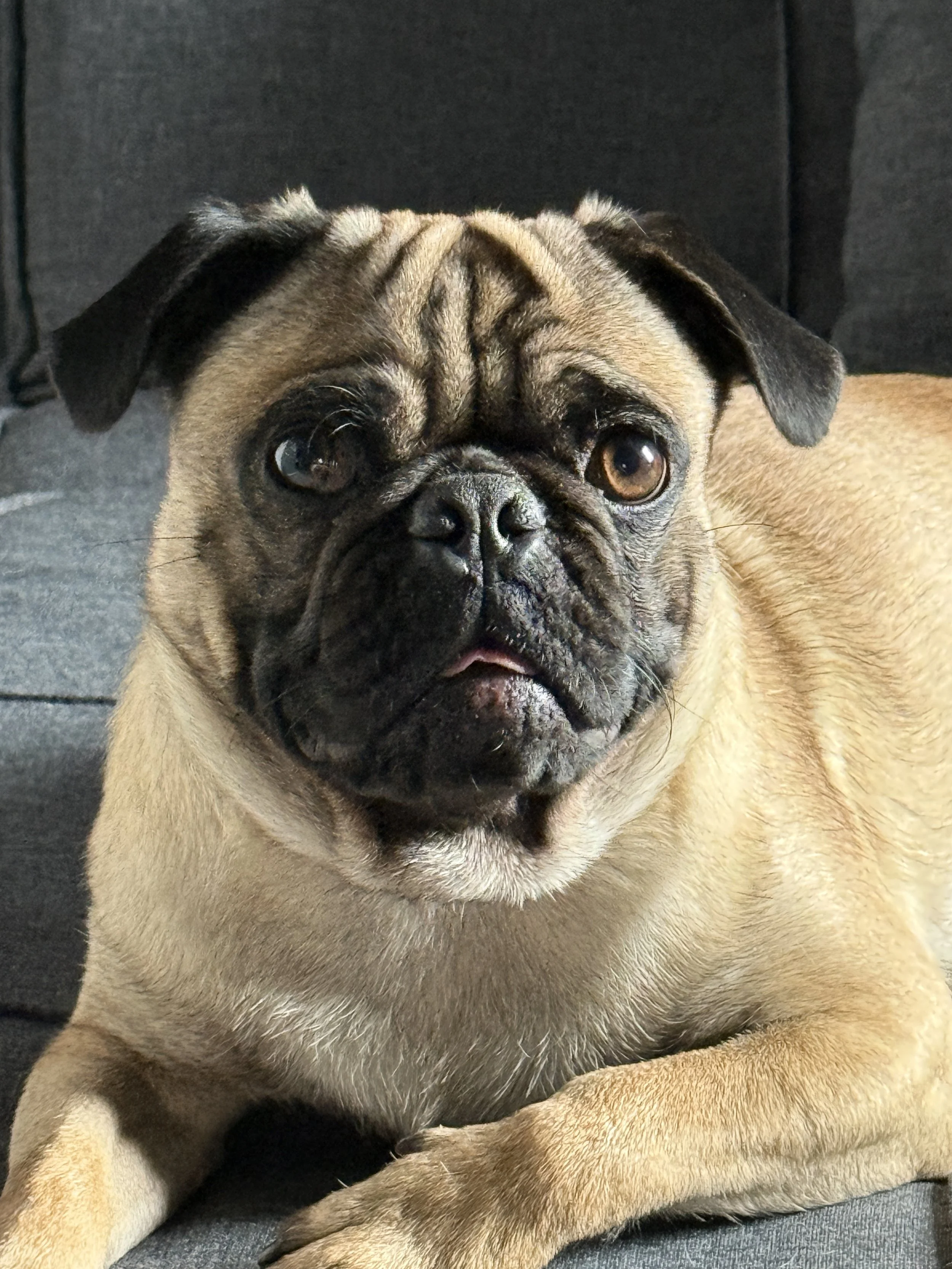 化粧下地 PUG Fawn — Available Pugs | Adopt a Pug Now — DFW Pug Rescue